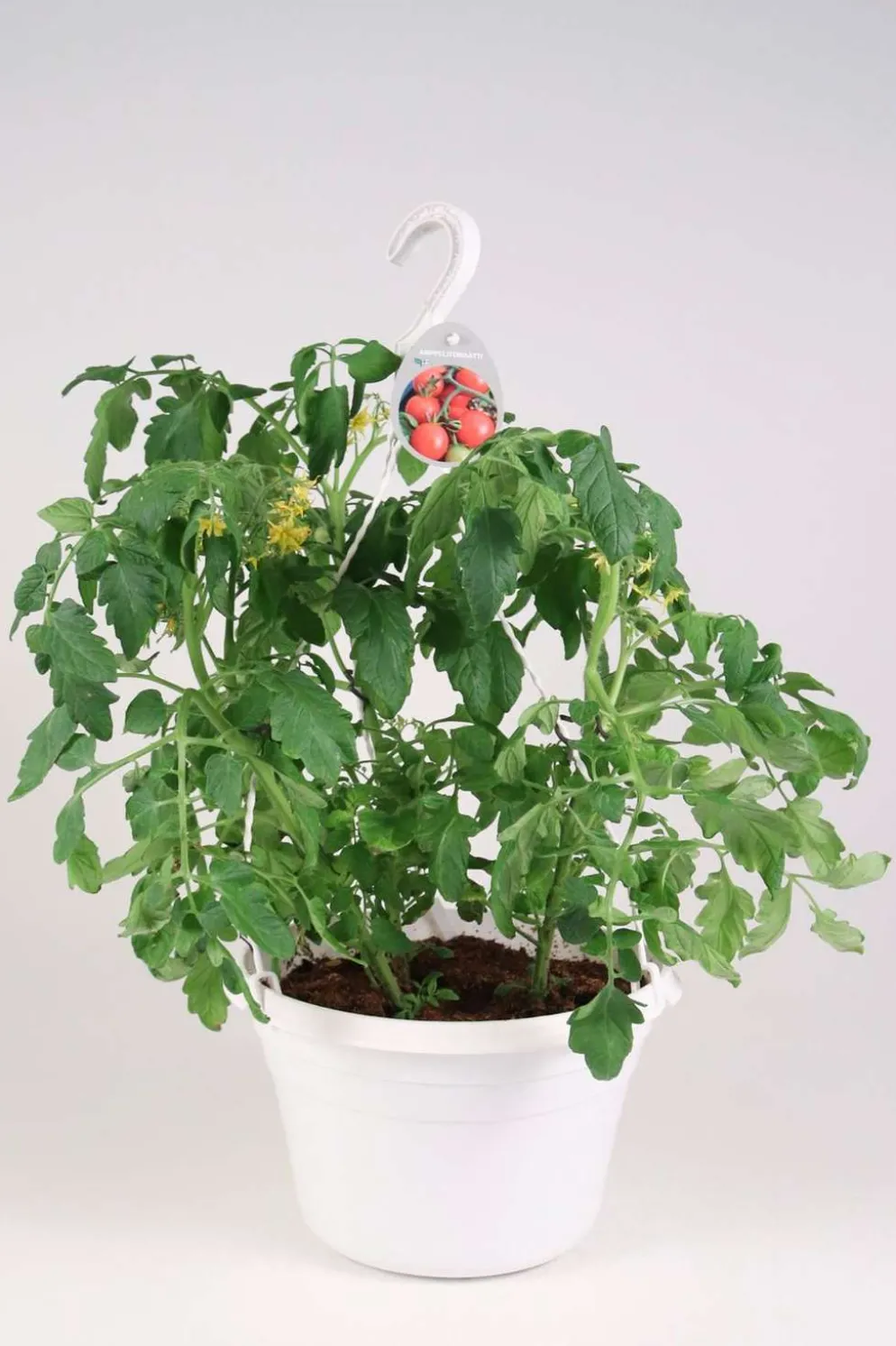 Tomaattiamppeli 'Tumbling Tom' 23 cm ruukussa