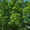 Tryffeli-tammi 80-100 cm astiataimi Quercus robur + Tuber