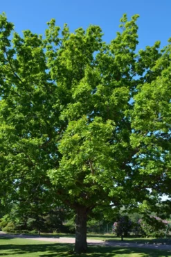 Tryffeli-tammi 80-100 cm astiataimi Quercus robur + Tuber