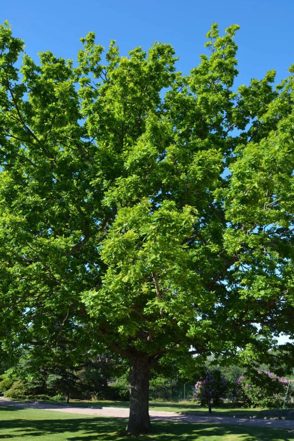Tryffeli-tammi 80-100 cm astiataimi Quercus robur + Tuber