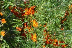 Tyrni 'Julia' emi 2 l astiataimi Hippophae rhamnoides 'Julia'