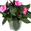 Uudenguineanliisa 12 cm ruukussa