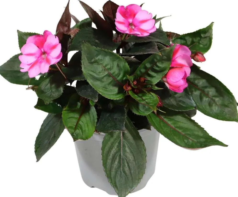 Uudenguineanliisa 12 cm ruukussa