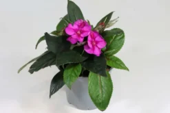 Uudenguineanliisa 12 cm ruukussa
