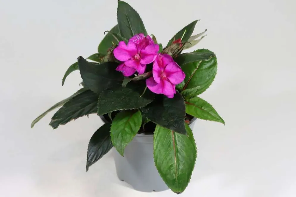 Uudenguineanliisa 12 cm ruukussa