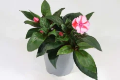 Uudenguineanliisa 12 cm ruukussa