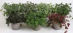 Valkoapila Trifolium repens mix 11cm