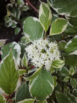 Valkokirjokanukka 'Sibirica Variegata' 3 l Cornus alba 'Sibirica Variegata'