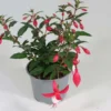 Verenpisara 12 cm ruukussa