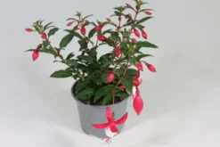 Verenpisara 12 cm ruukussa