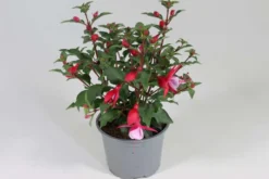 Verenpisara 12 cm ruukussa