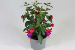 Verenpisara 12 cm ruukussa