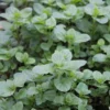 Viherminttu 'Spearmint' Mentha spicata