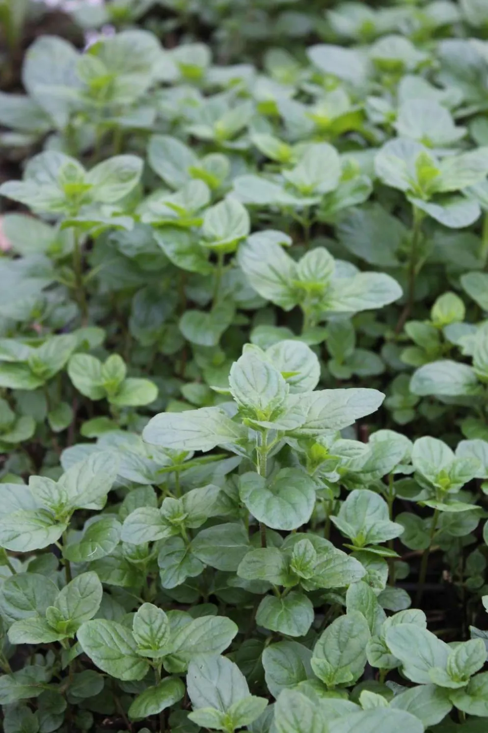 Viherminttu 'Spearmint' Mentha spicata
