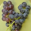 Viiniköynnös 'Mars Seedless' 2 l astiataimi