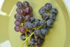 Viiniköynnös 'Mars Seedless' 2 l astiataimi