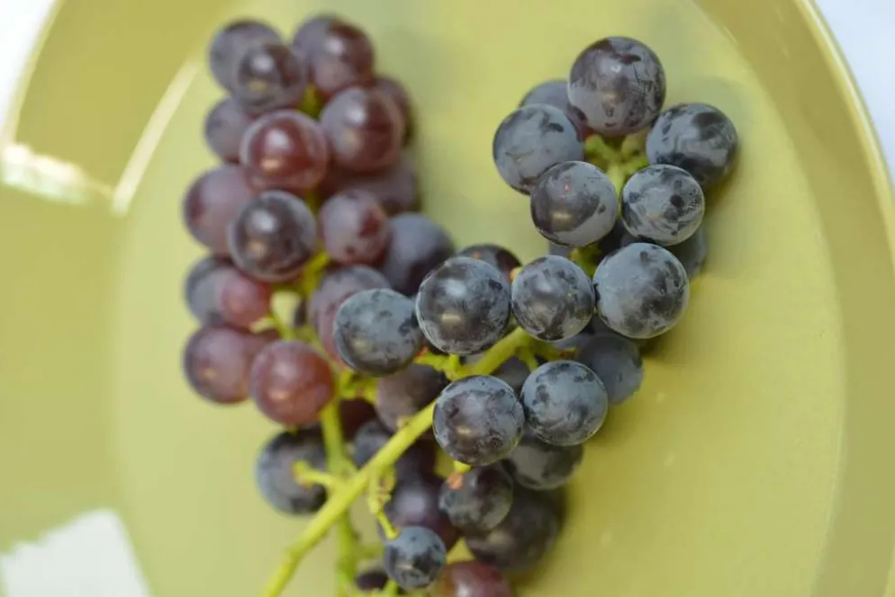 Viiniköynnös 'Mars Seedless' 2 l astiataimi