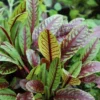 Viinisuolaheinä Rumex sanguineus