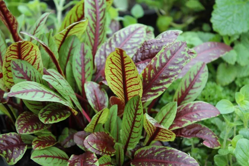 Viinisuolaheinä Rumex sanguineus