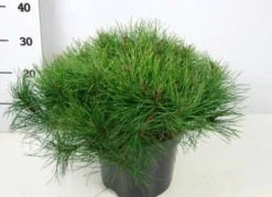 Vuorimänty 40-50 cm astiataimi 7,5 l ruukussa Pinus mugo 'Mughus'