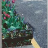 Ziegler, Features of the Poetic - The Mimetic Method of the Visual Artist